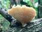 Sugaras likacsosgomba (Neofavolus alveolaris), Budai-hegység